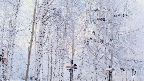 Fototapeta Naklejka Na Ścianę i Meble -  gray pigeons stood on a branch with white snow. A flock of birds close-up. animals in the winter season. Frosty trees in frosty winter.