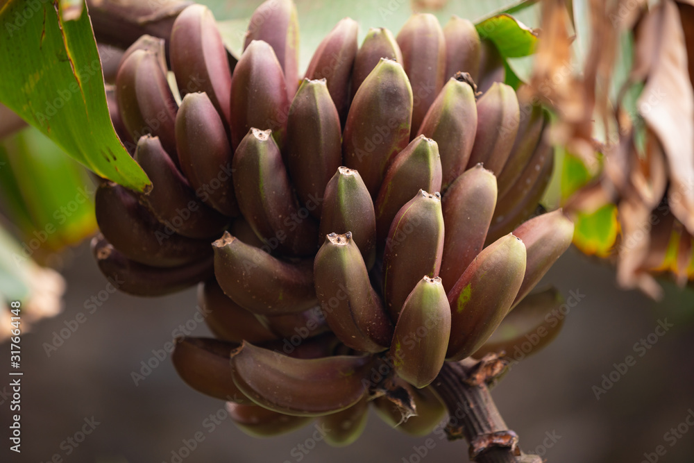 Obraz premium Close-Up Of Fresh Organic Red Banana's Bunch