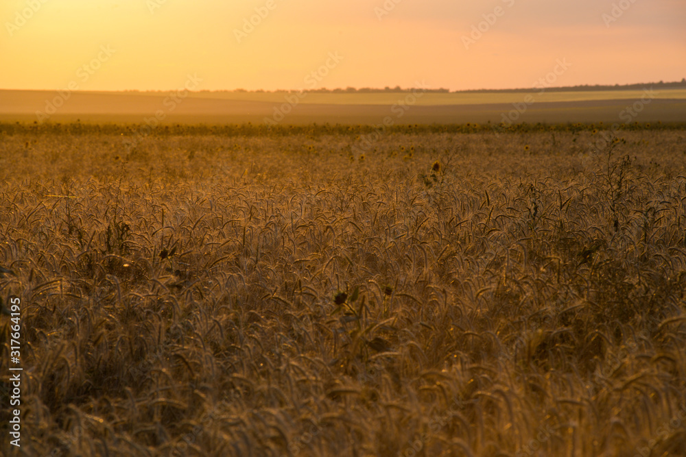 Fototapeta premium a field of Golden wheat is sprouting in the rays of sunset, and Cirrus clouds are floating in the sky