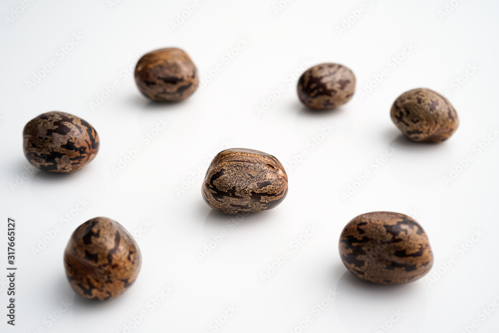 Latex seeds or Hevea brasiliensis from rubber tree on white background. Latex seeds or Hevea brasiliensis from rubber tree on white background.