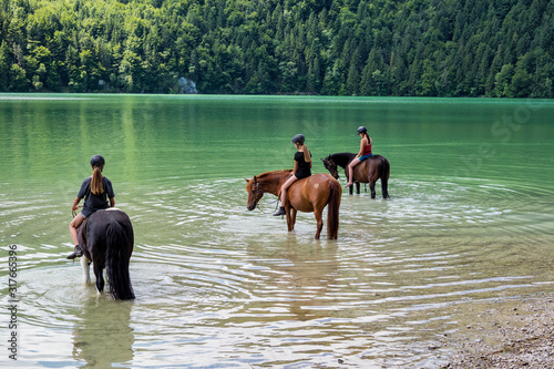 horses in the weissensee lake in the alps near fuessen, allgaeu, bavaria,germany