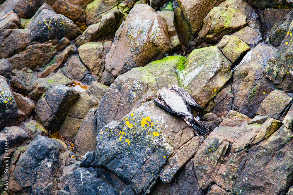 Dead bird on wet rocks