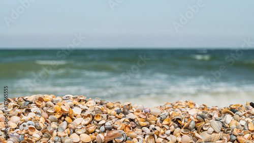 Coastal seashells on the seashore on a sunny day. Panoramic wide angle size photo (16:9). Selective focus on seashells.