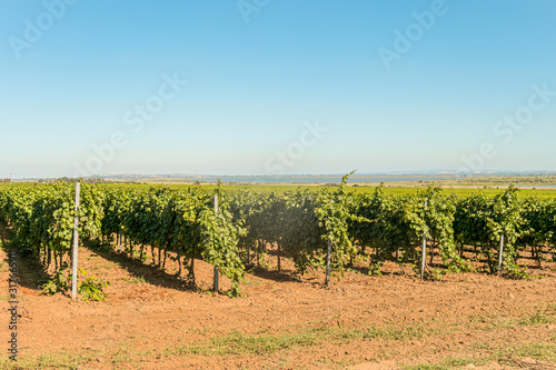 Rows of green vineyards. Grape vines field in summer. Krasnodar reggion, Russia. photo