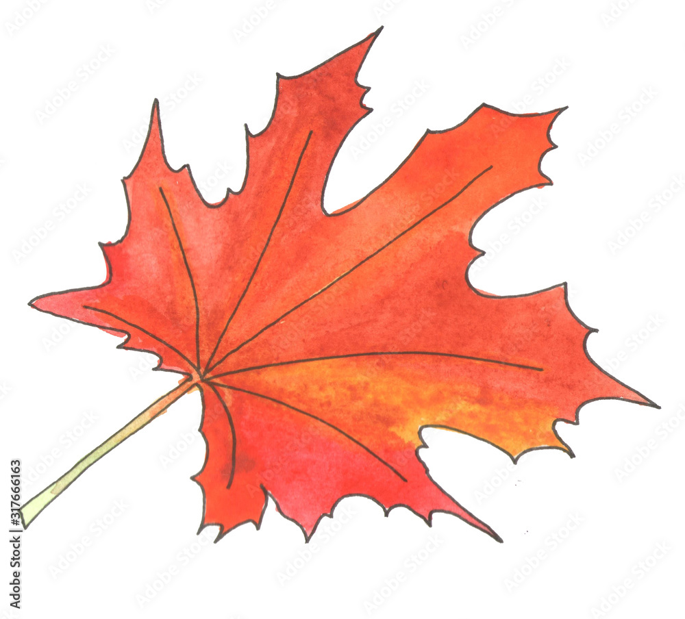 Watercolor botanical illustration of autumn red maple leaf isolated on white background. Hand drawn and painted in nursery style. Watercolor botanical illustration of autumn red maple leaf isolated on white background. Hand drawn and painted in nursery style.