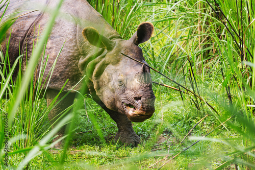 Rhino in Nepal © Galyna Andrushko