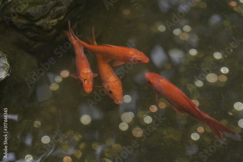 Red koi fish in a pond with coins for luck