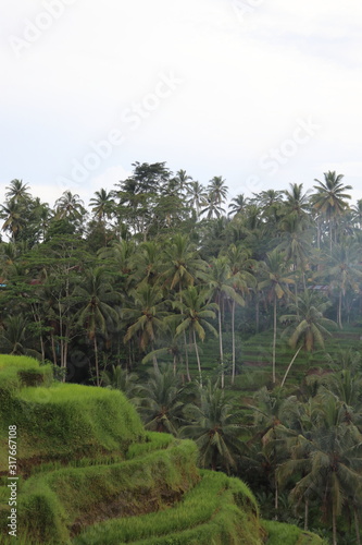 palm trees in a rice field in bali