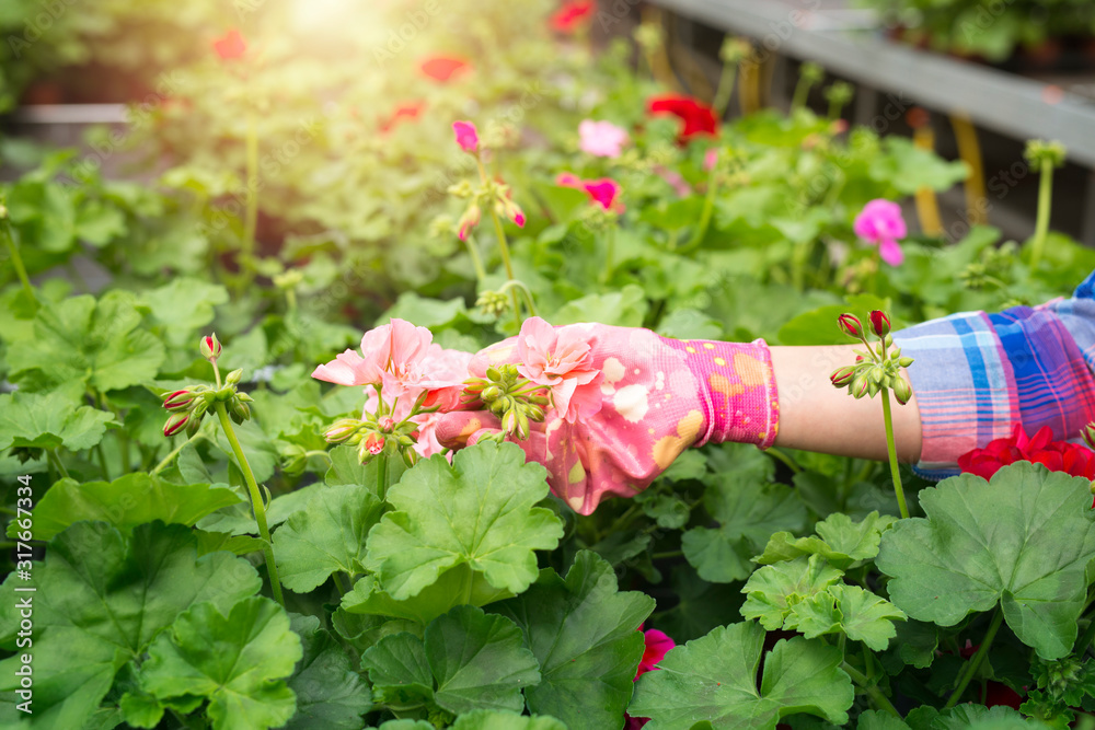 Close up view of florist hand with colorful gloves touching flower plants in garden.
