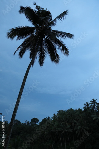 palm trees against blue sky