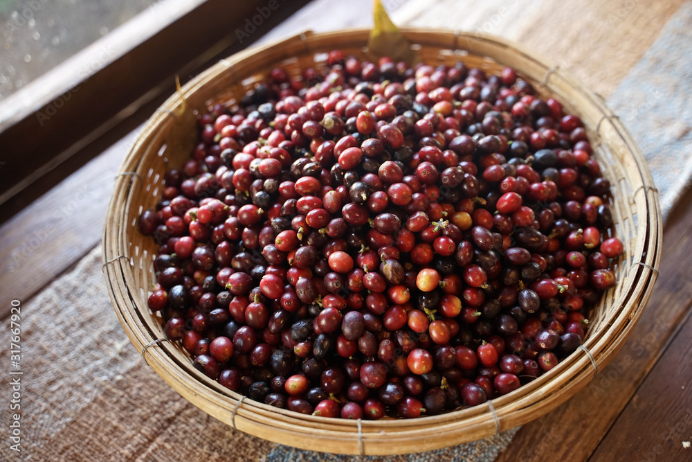 Fresh red coffee beans on the woven basket on timber floor Fresh red coffee beans on the woven basket on timber floor