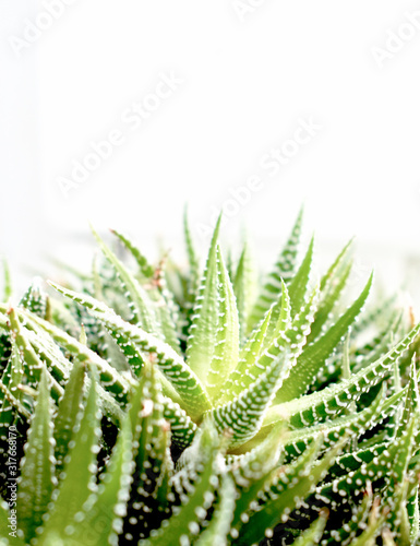 Natural background with green leaves. Top view. Copy space.