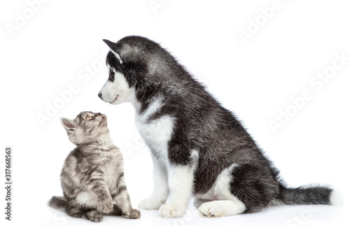 Playful kitten looks at husky puppy. isolated on white background