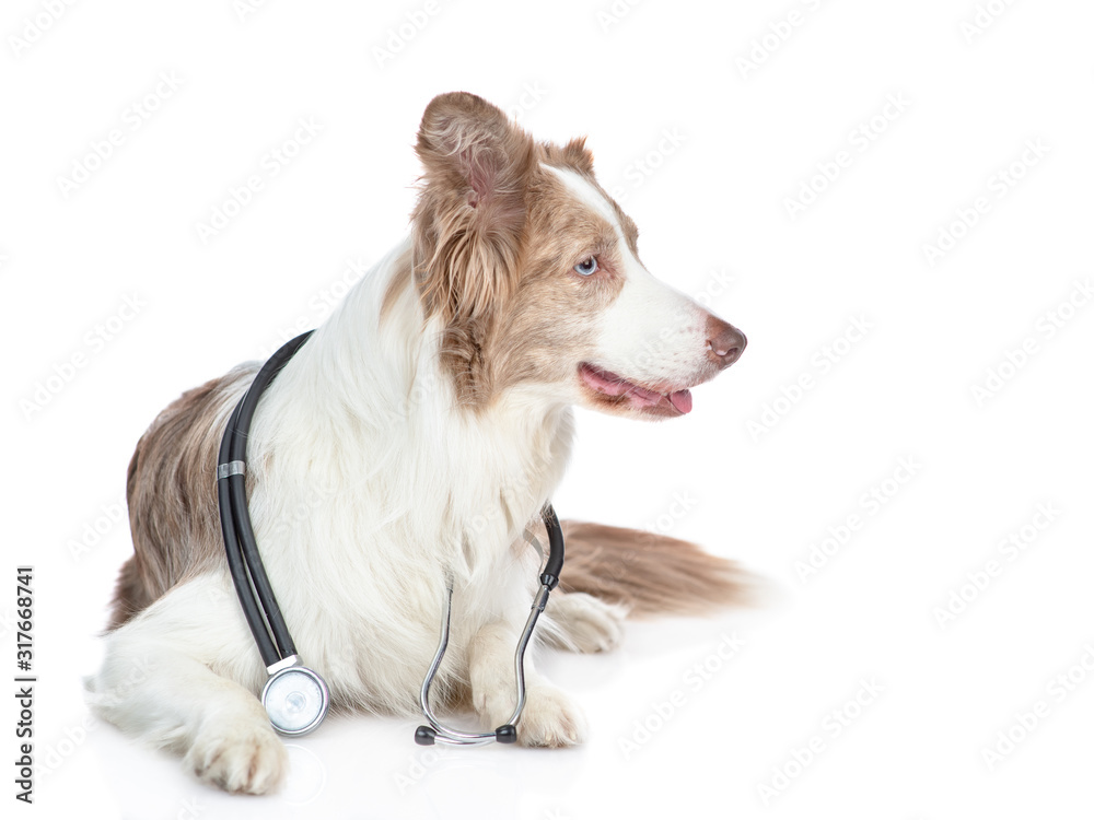 Border collie dog with stethoscope on his neck lies and looks away. isolated on white background Border collie dog with stethoscope on his neck lies and looks away. isolated on white background