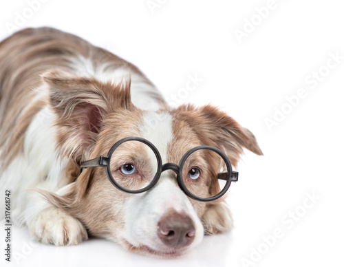 Sad Border collie dog wearing glasses lies alone. isolated on white background © Ermolaev Alexandr