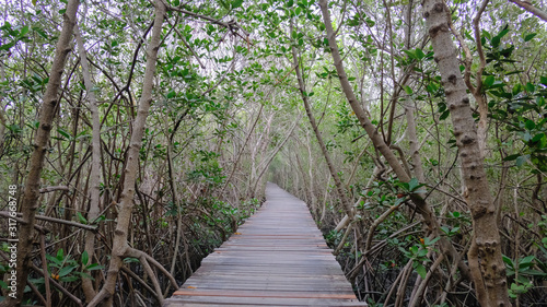 wooden bridge walk way n Mangrove Forest at Laem Phak Bia, Phetchaburi, Thailand
