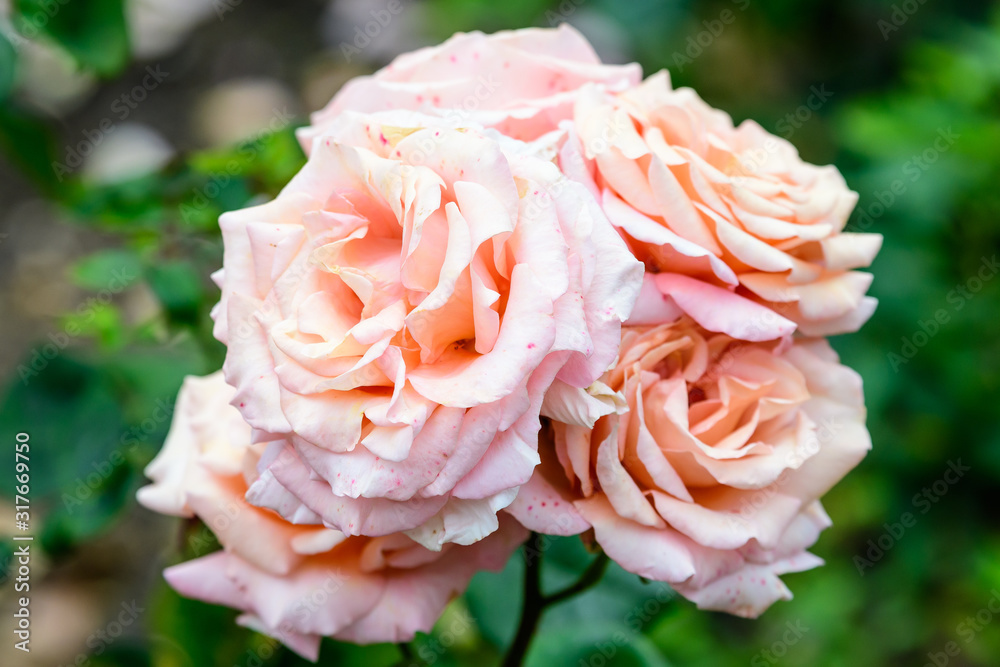 Bouquet of fresh delicate light pink roses and blurred green leaves in a garden in a sunny summer day, beautiful outdoor floral background