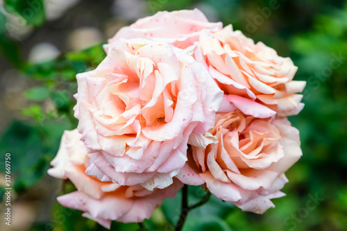 Bouquet of fresh delicate light pink roses and blurred green leaves in a garden in a sunny summer day, beautiful outdoor floral background