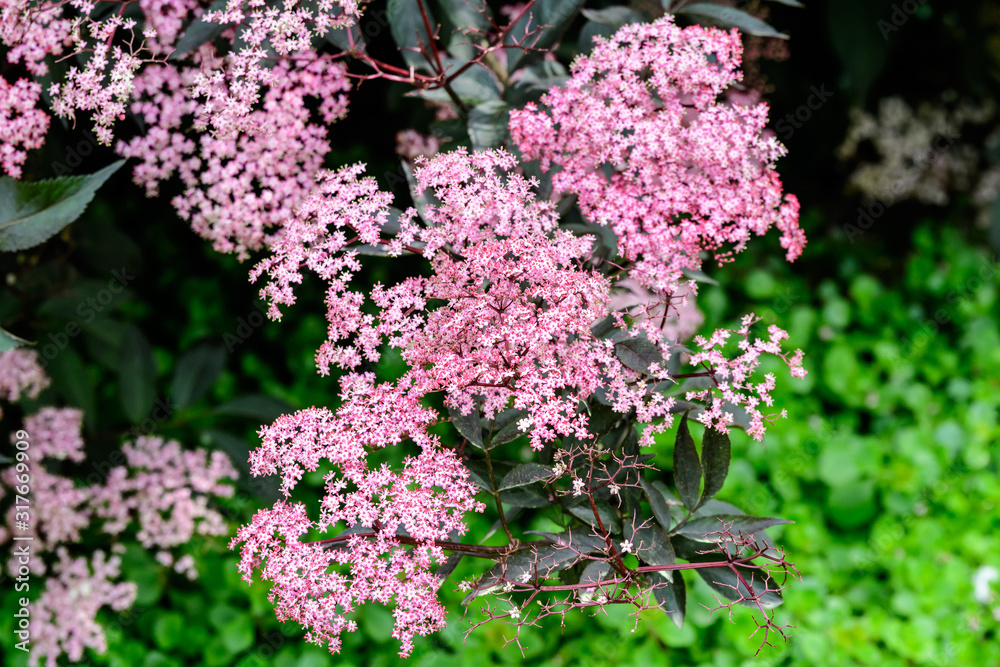 Delicate small pink flowers and purple leaves of Sambucus Black Beauty tree, known as elder or elderberry in a sunny spring garden in Scotland, beautiful outdoor floral background Delicate small pink flowers and purple leaves of Sambucus Black Beauty tree, known as elder or elderberry in a sunny spring garden in Scotland, beautiful outdoor floral background