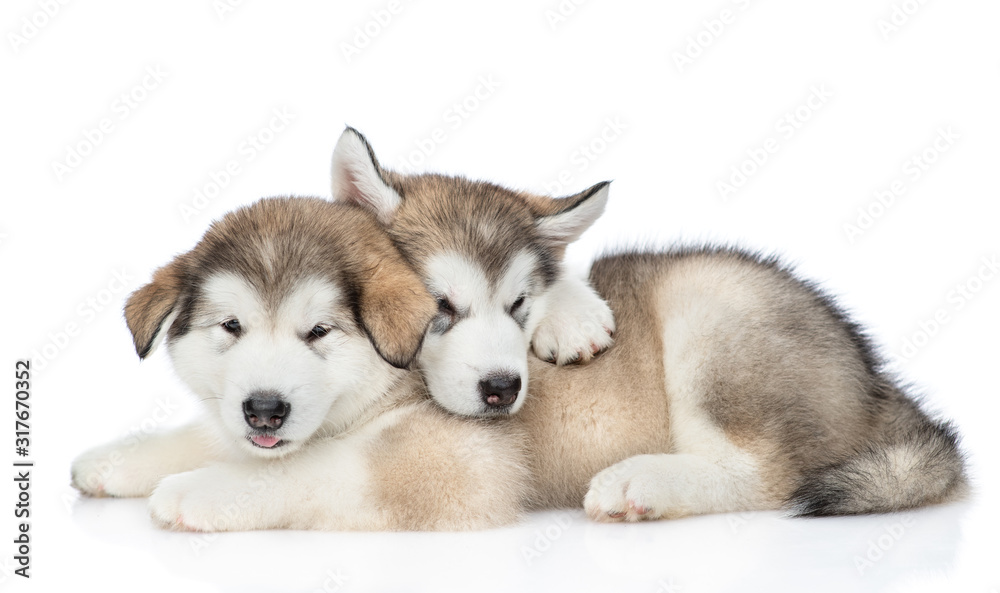 Two playful alaskan malamute puppies look at camera. isolated on white background