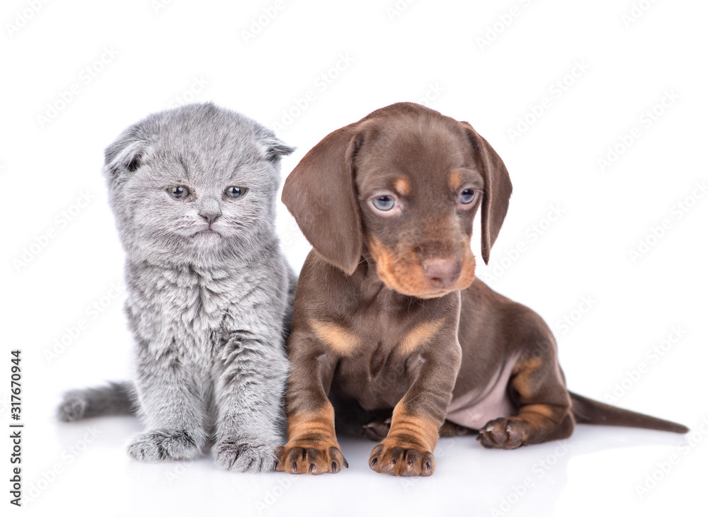 Tiny dachshund puppy and gray baby kitten sit and look at camera together. isolated on white background Tiny dachshund puppy and gray baby kitten sit and look at camera together. isolated on white background