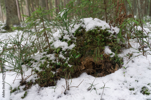 winter forest. hummock covered with neg and moss photo