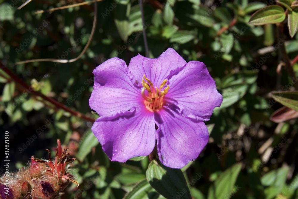 Flowers in the garden 