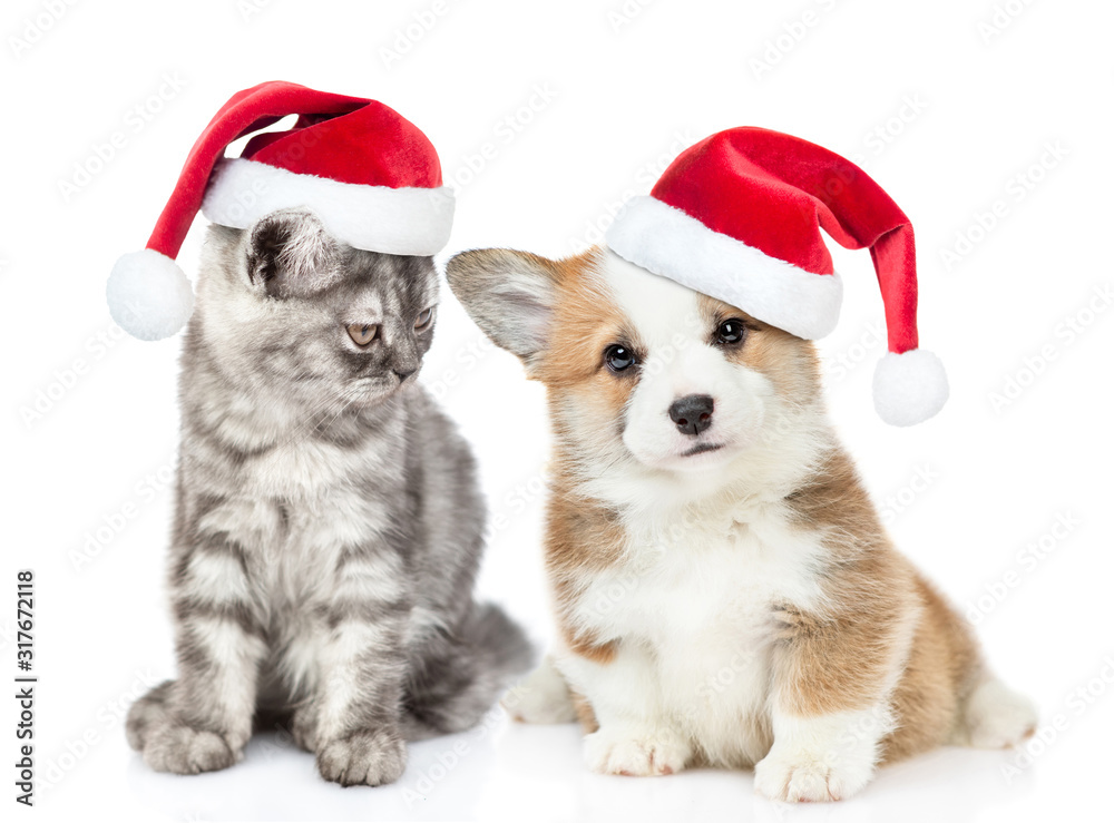Cat and dog wearing santa hats. Cat looks at corgi puppy. isolated on white background Cat and dog wearing santa hats. Cat looks at corgi puppy. isolated on white background