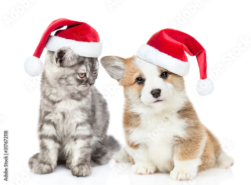 Cat and dog wearing santa hats. Cat looks at corgi puppy. isolated on white background © Ermolaev Alexandr