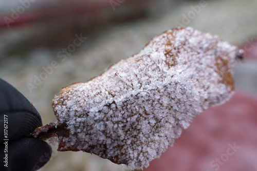 dry tree leaf covered in ice