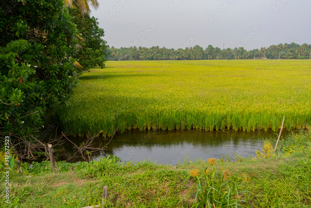 Fototapeta premium Landscape of rice field in Kumarakom, kerala, south india