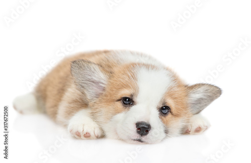 Sad Pembroke Welsh Corgi puppy lies and looks at camera. isolated on white background