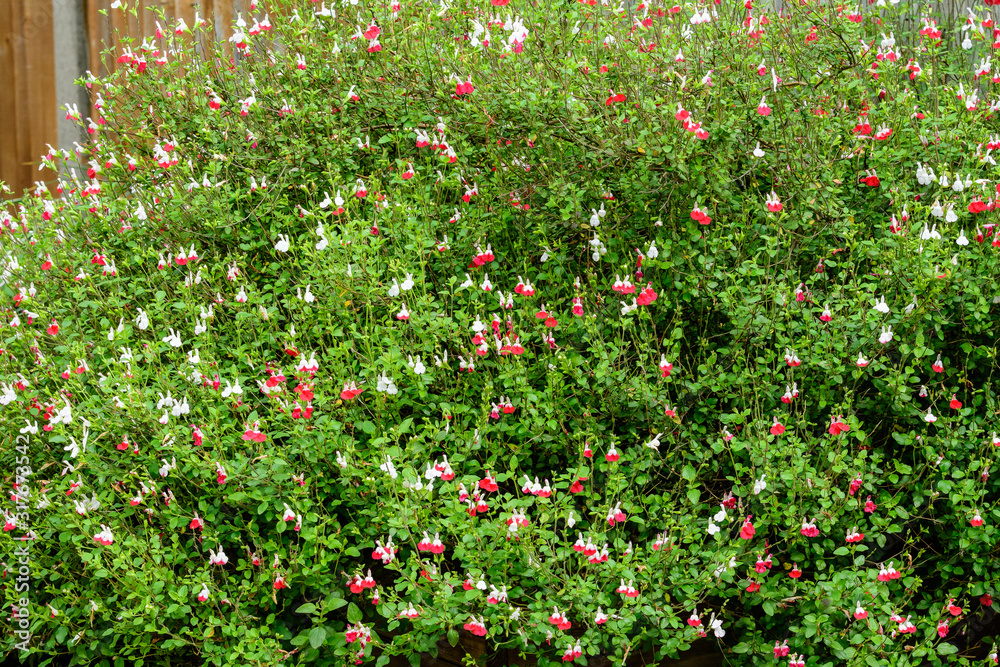 Large evergreen shrub of white and red Salvia microphylla Hot Lips flowers, commonly known as the baby sage, Graham's or blackcurrant sage, and green leaves in a garden in a sunny summer day