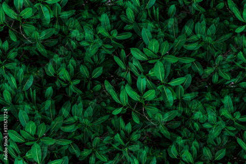 Tropical green leaves background on the branches on tree as natural wallpaper and backdrop