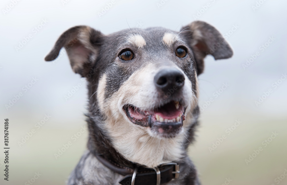 Fototapeta Closeup portrait of a mongrel dog