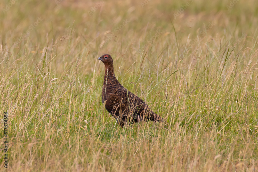 Fototapeta premium A red grouse cautiously crossing a sparse area of grassland