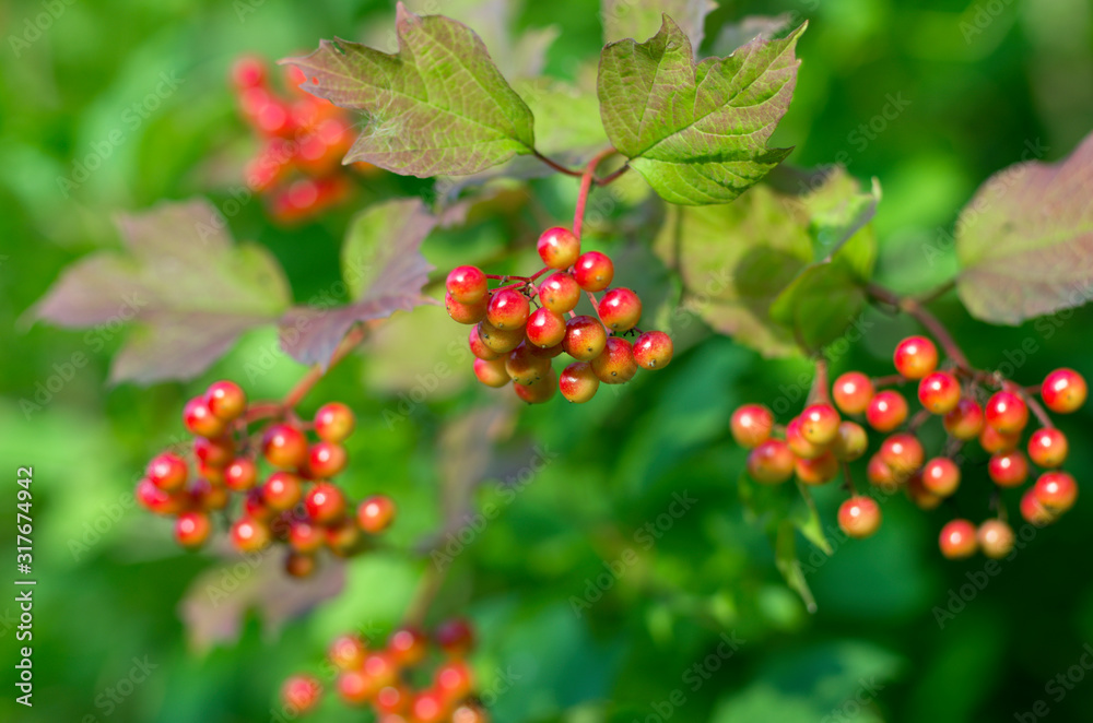 Fototapeta premium Bunches of ripe and reddening viburnum berries shine in the sun in the summer season