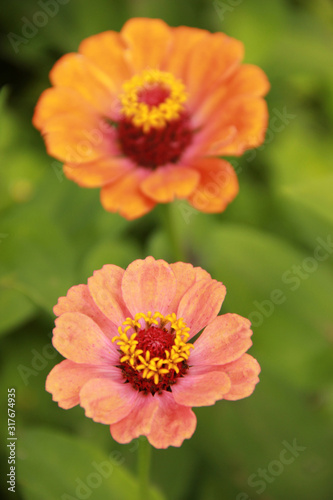 red and yellow flower