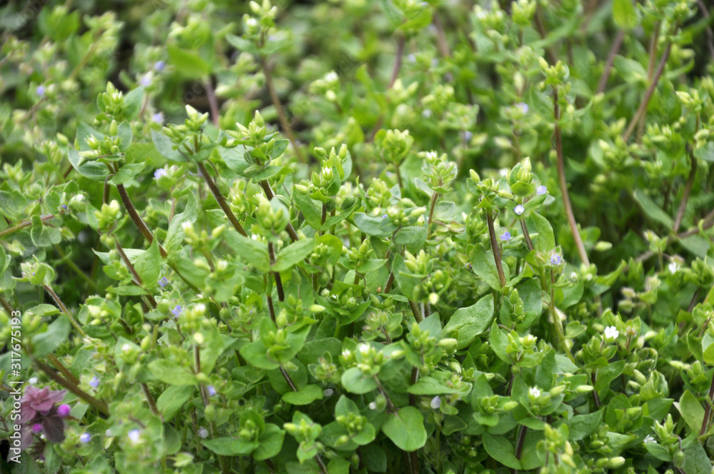 In the field in the soil grows Stellaria media In the field in the soil grows Stellaria media