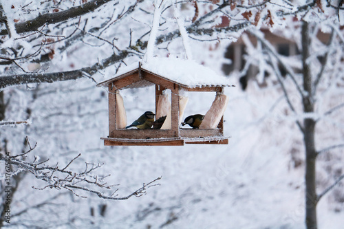 bird house in winter