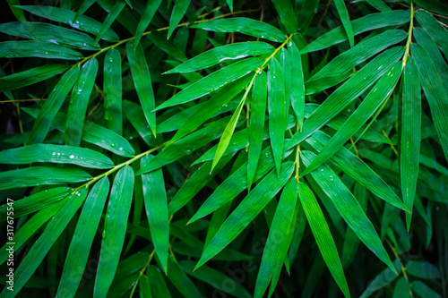 Bamboo green leaves background and textured for nature wallpaper and backdrop