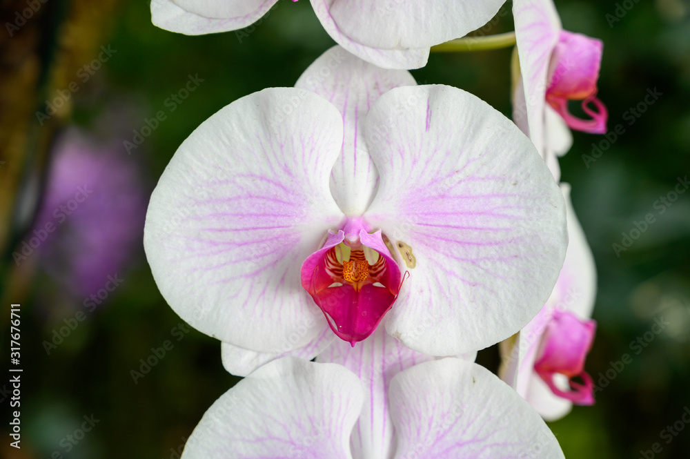 orchid orchid