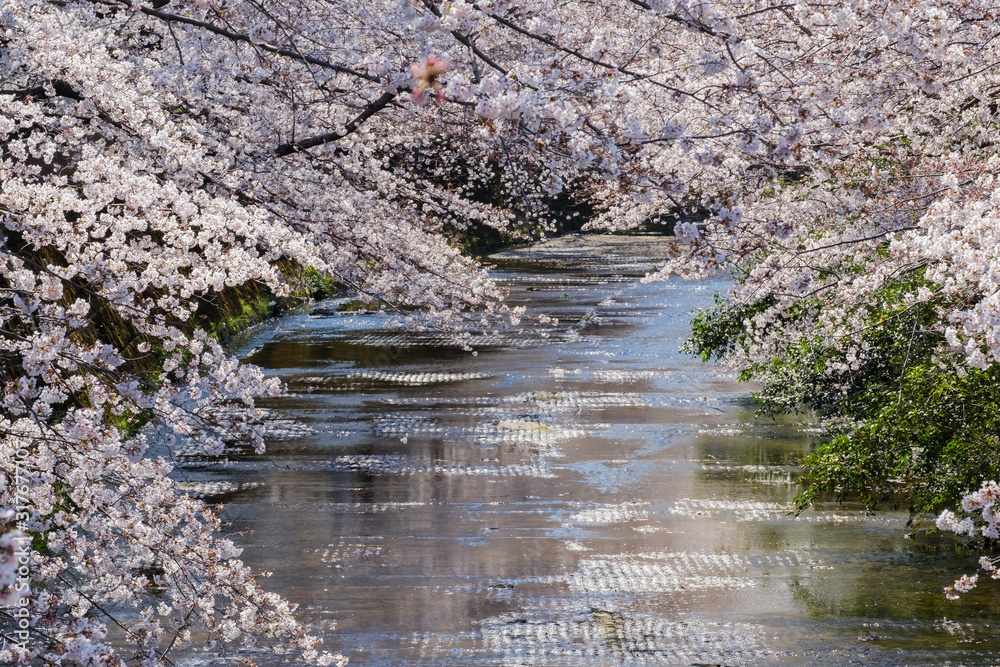 恩田川と桜 恩田川と桜