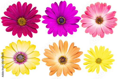 Multi color chrysanthemums as background picture.flower on clipping path. © Nipaporn