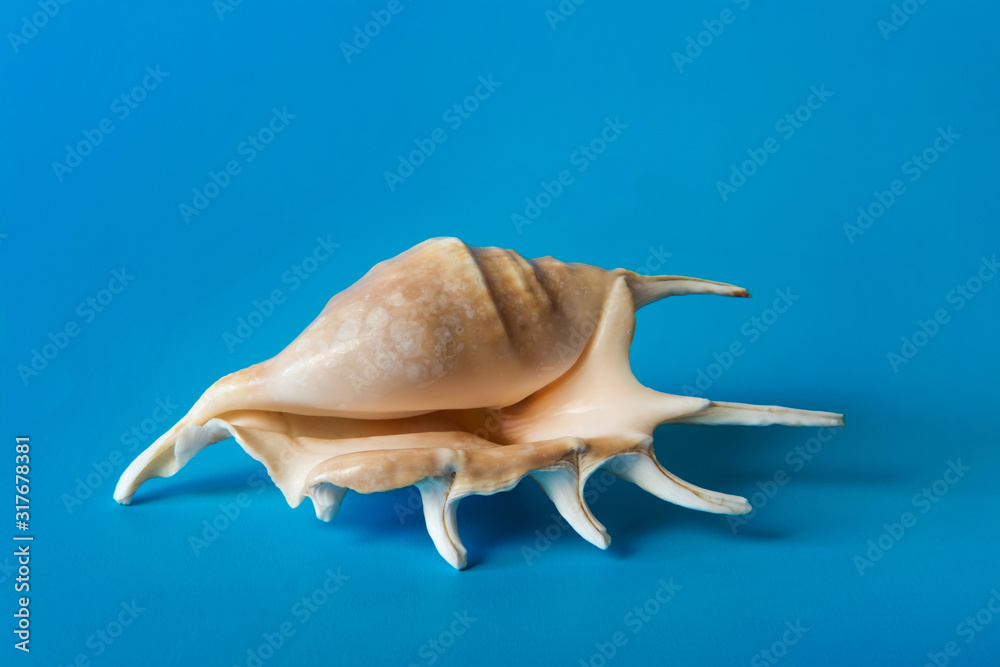 Sea shell on a blue background Sea shell on a blue background