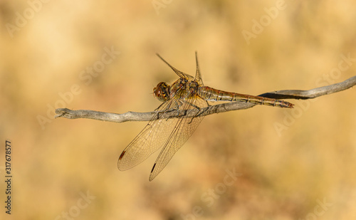 big grey brown orange dragonfly sitting on twig © Petr