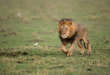 Lion king walking on the green at Masai Mara, Kenya