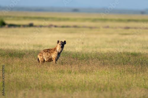 Spotted Hyena in a beautiful evening light seen at Amboseli National Park, Kenya, Africa