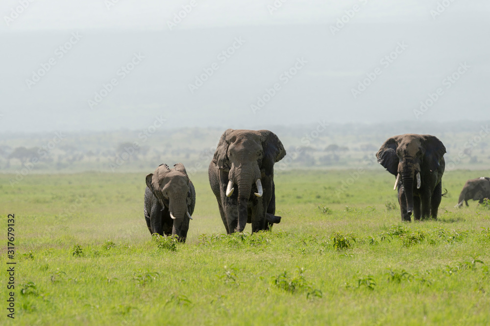 Two Huge bull elephants chasing for female at Amboseli National Park, Kenya, Africa Two Huge bull elephants chasing for female at Amboseli National Park, Kenya, Africa