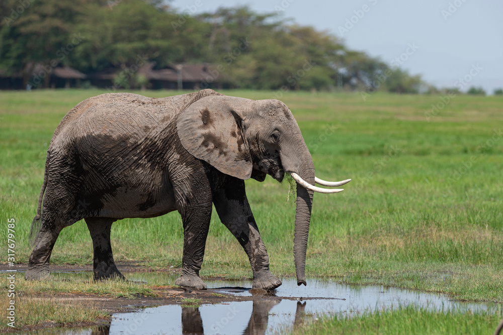 Fototapeta premium Elephant in the marshes at Amboseli National Park, Kenya, Africa